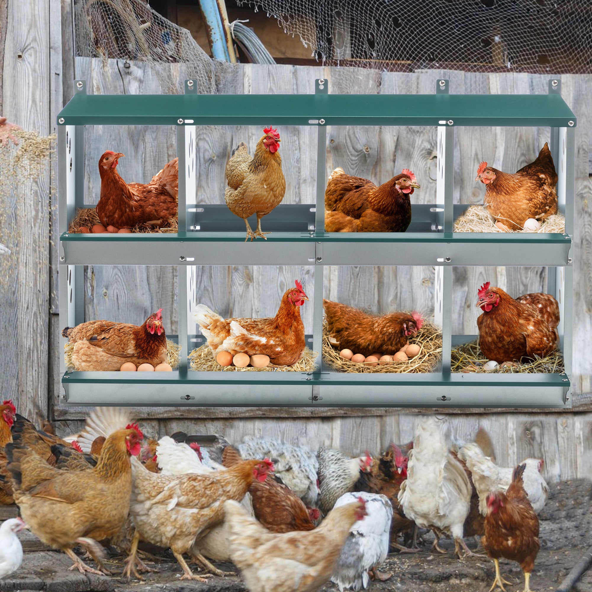 8 - compartment metal bottom egg - laying chicken nest box - KiKiUMi